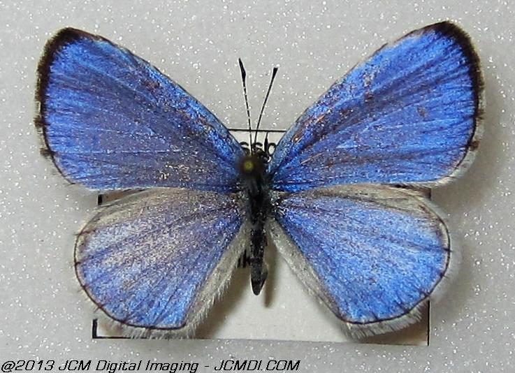 Celastrina argiolus ssp (Georgia)